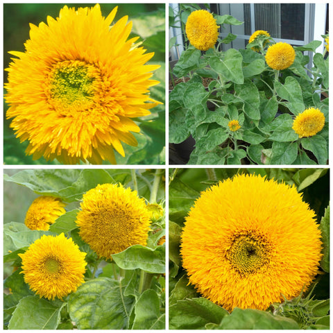Seed Needs Dwarf Teddy Sunflower blooms in about 60 days.