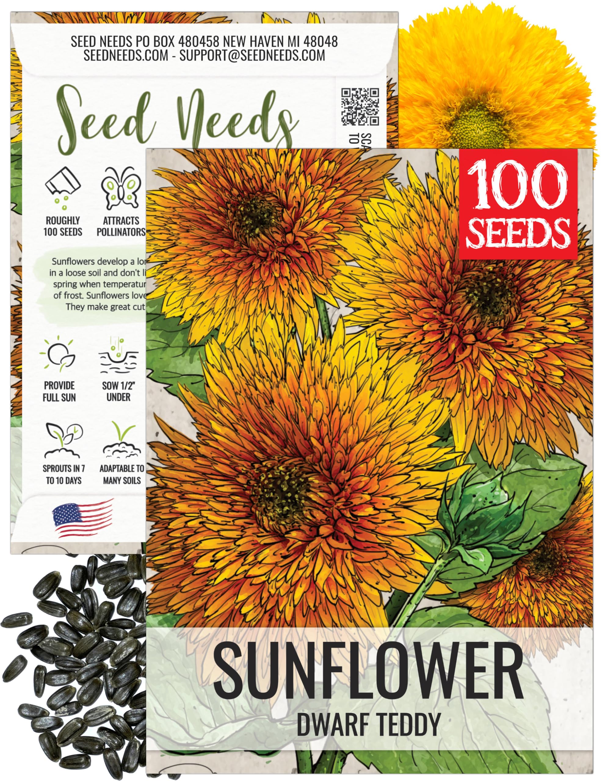 Seed Needs Dwarf Teddy Sunflower shows compact growth for containers and borders.