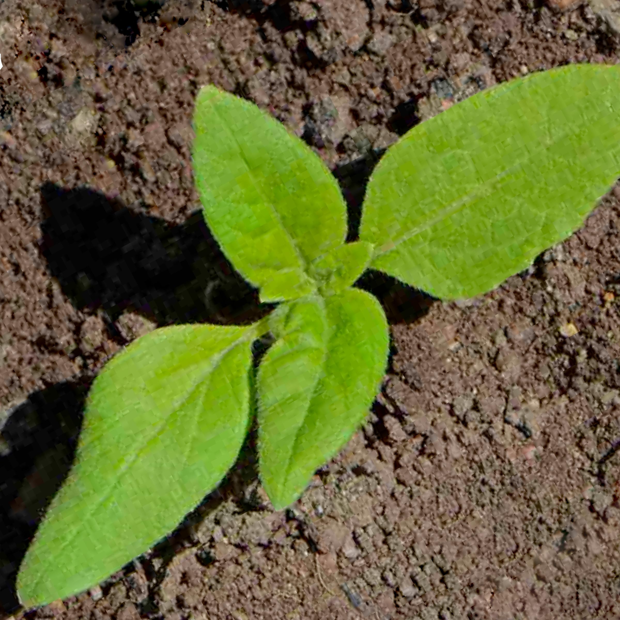 Seed Needs Dwarf Teddy Sunflower open-pollinated heirloom variety.