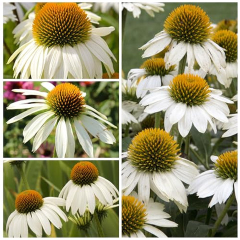 Seed Needs echinacea white petals close-up highlighting pure white blooms.