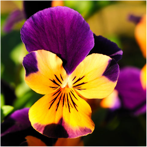 Seed Needs edible wildflower packet back with sowing instructions for easy planting
