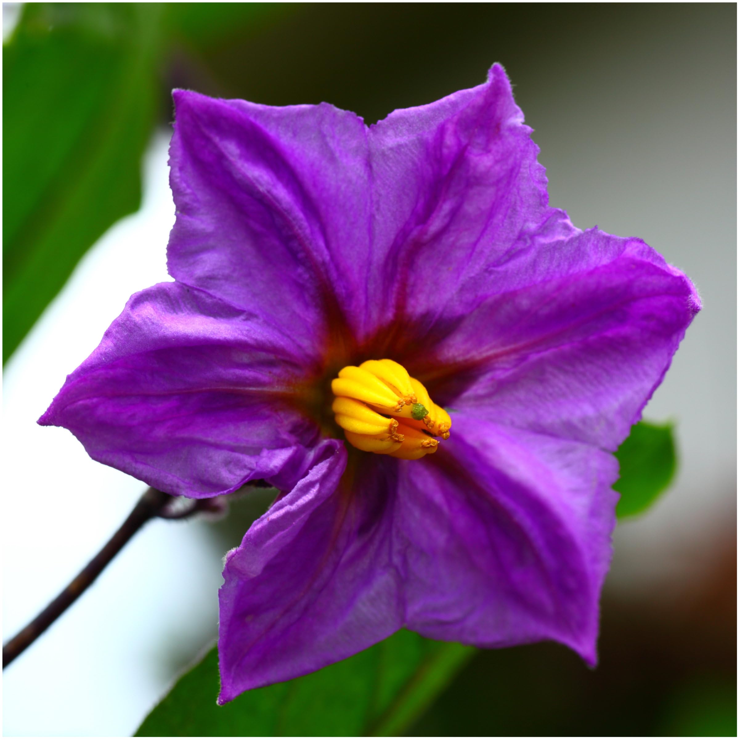 Seed Needs eggplant slices ideal for grilling and roasting.