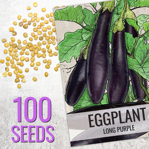 Seed Needs eggplant harvest-ready fruit on plant for fresh meals.