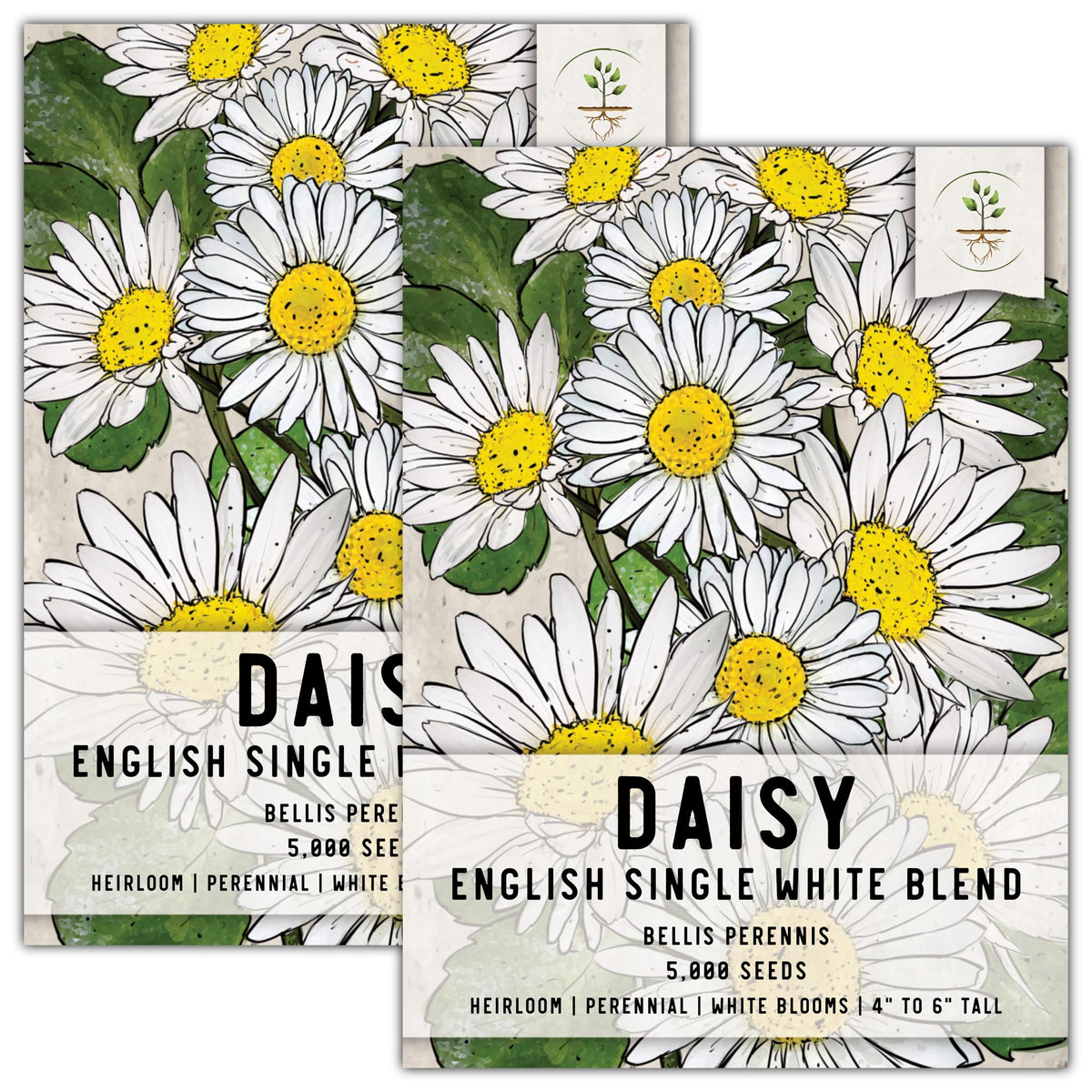 Seed Needs English Daisy seeds pack art shows heirloom color for vibrant gardens