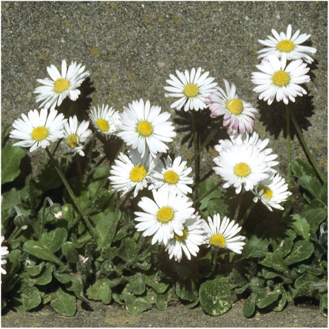 Seed Needs English Daisy seeds ideal for rock gardens as a light border accent.