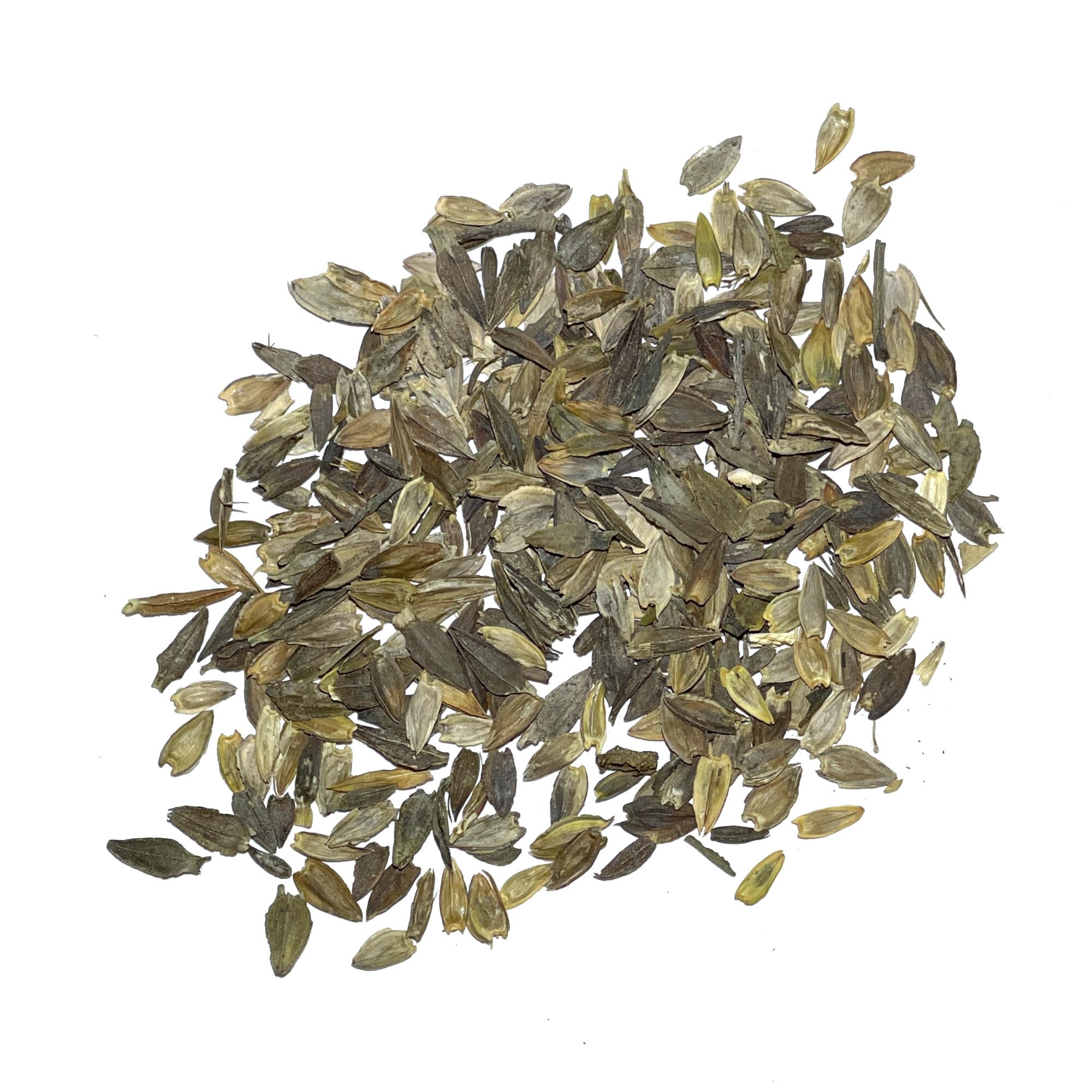 Seed Needs Envy Zinnia seeds create dramatic lime-toned blooms