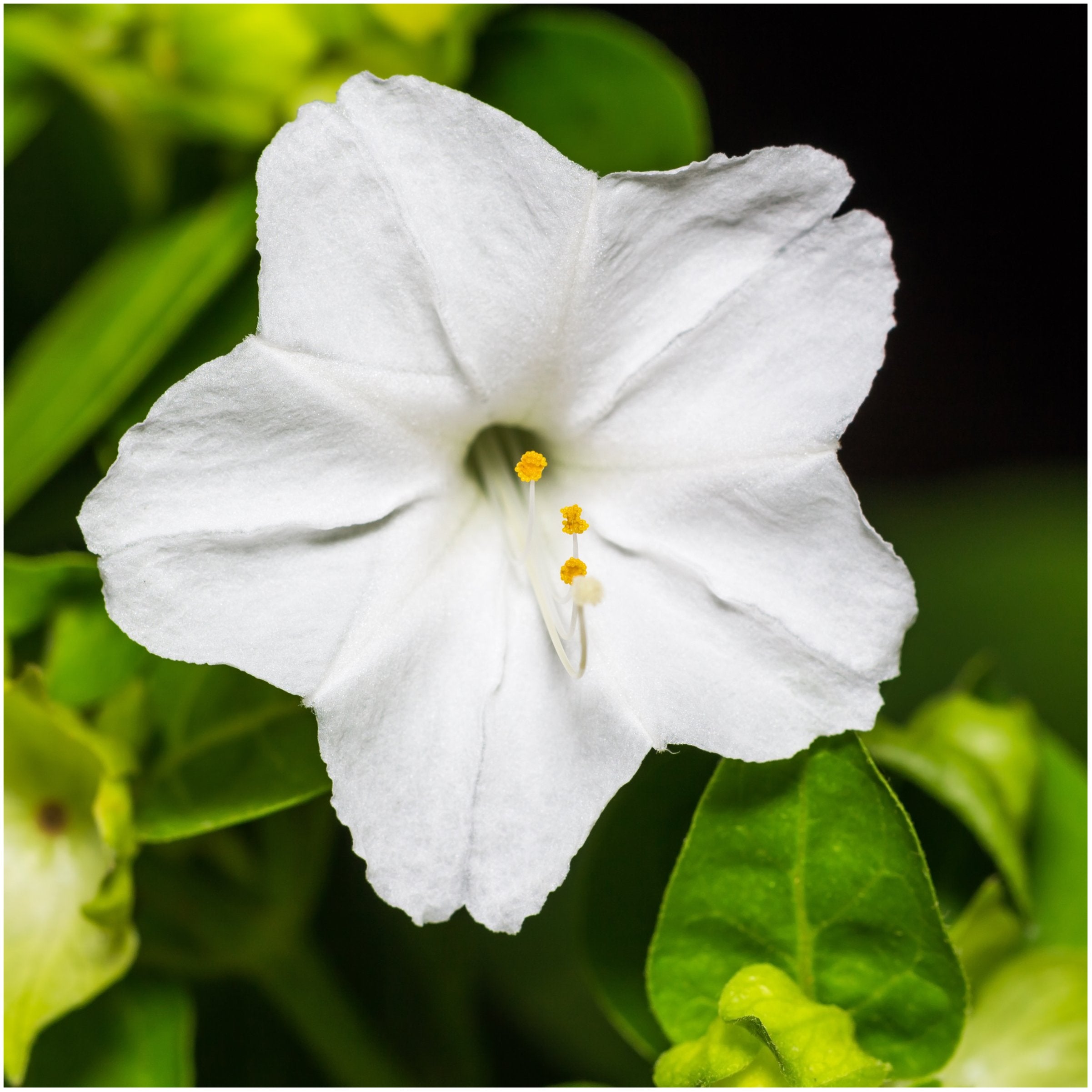 Seed Needs evening fragrance bloom shown in a butterfly-friendly garden at dusk.