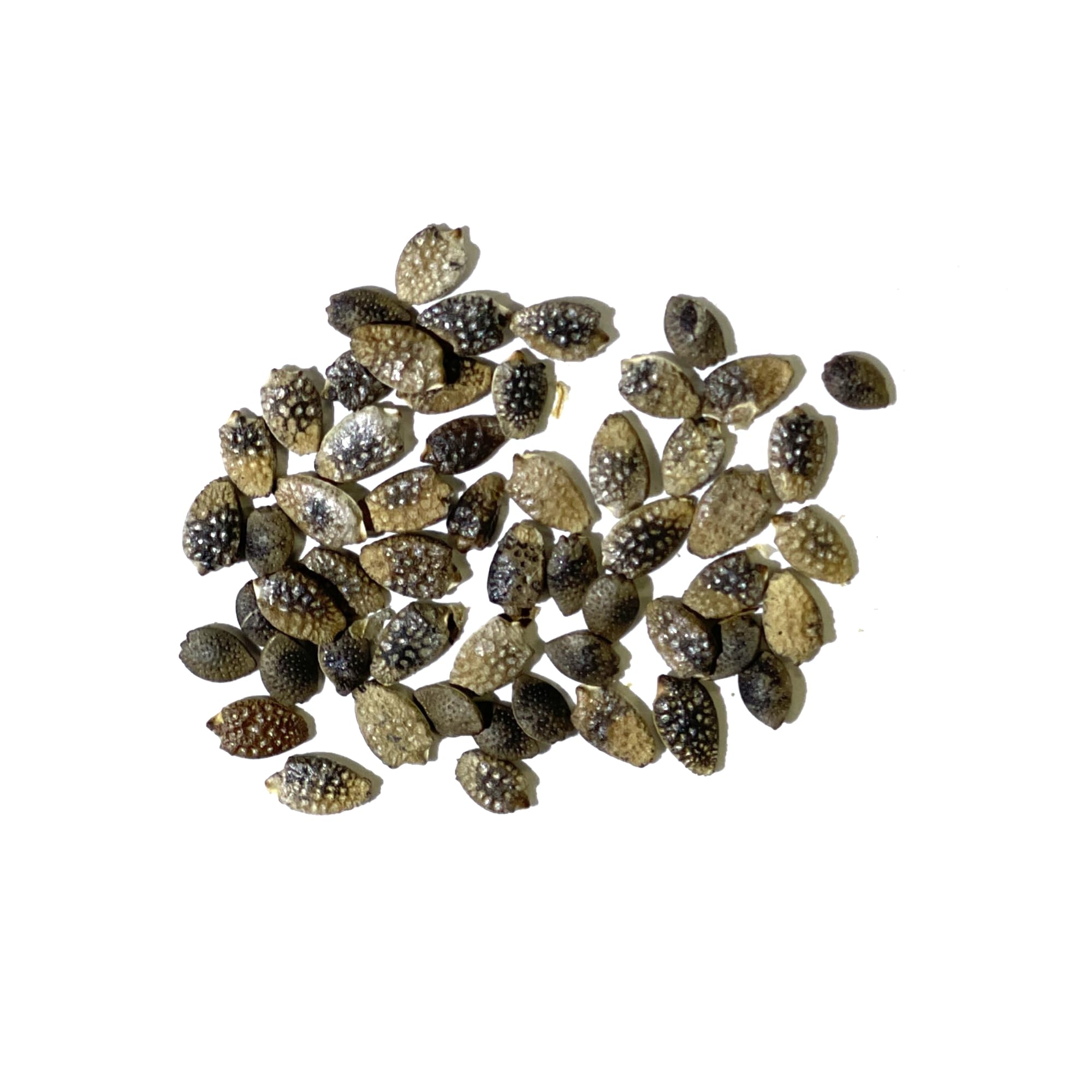 Seed Needs exotic flower bloom closeup highlighting striking purple petals and tropical vibe.
