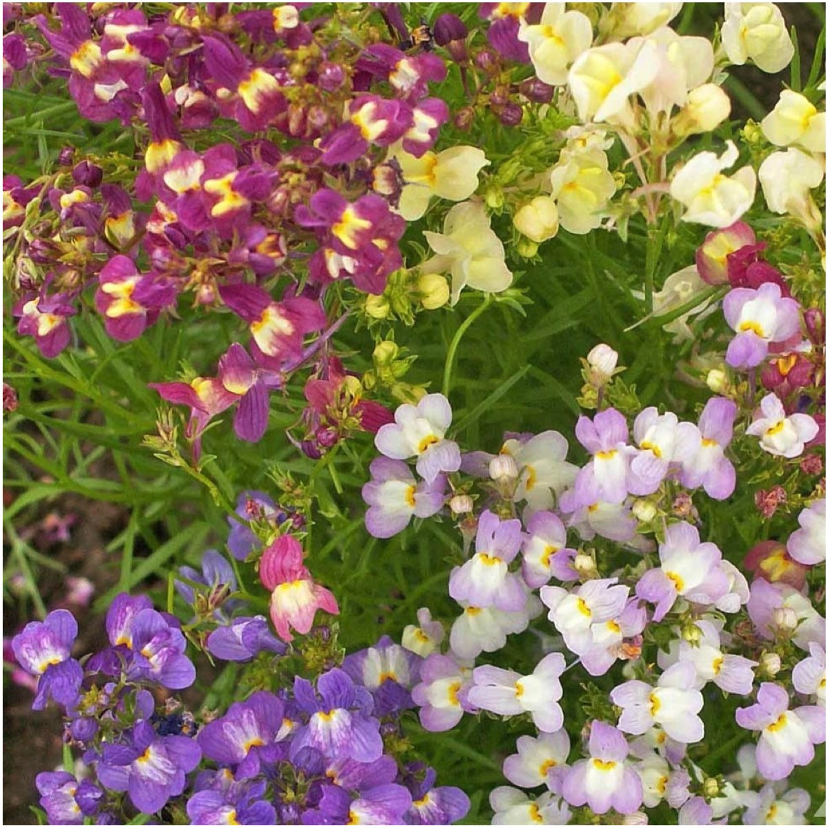 Seed Needs Fairy Bouquet Snapdragon seeds pack back with sowing directions and tips.