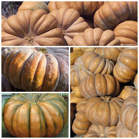 Seed Needs Fairytale pumpkin fruit closeup shows ribbed, bronze-orange rind