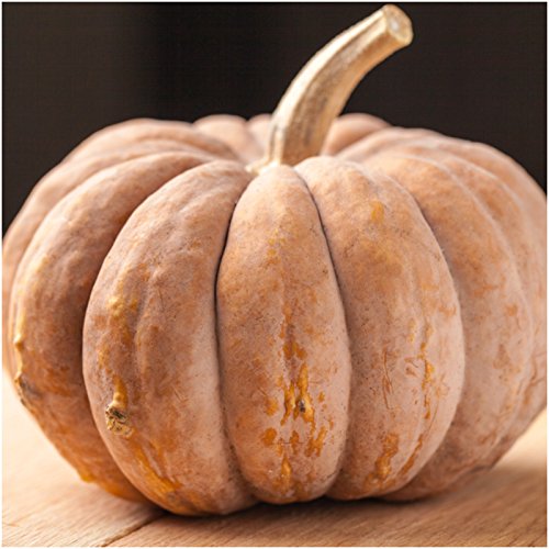 Seed Needs Fairytale pumpkin harvest image suggesting a bountiful autumn patch