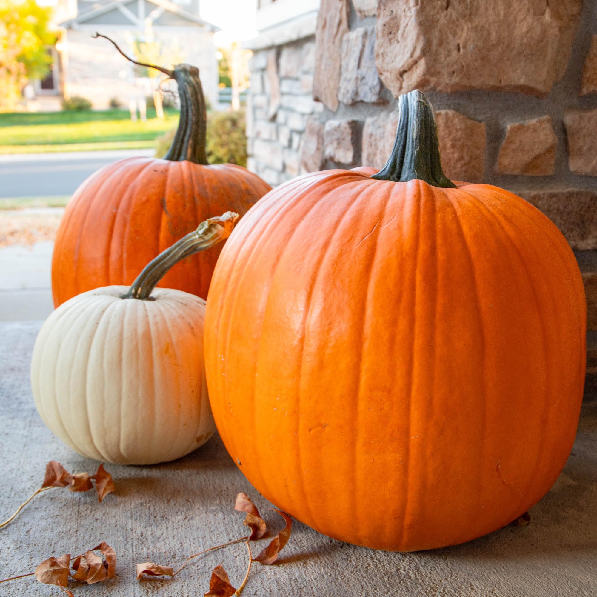 Seed Needs Fairytale pumpkins for autumn displays and roasting