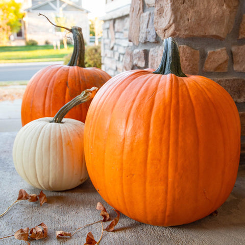 Seed Needs Fairytale pumpkins for autumn displays and roasting