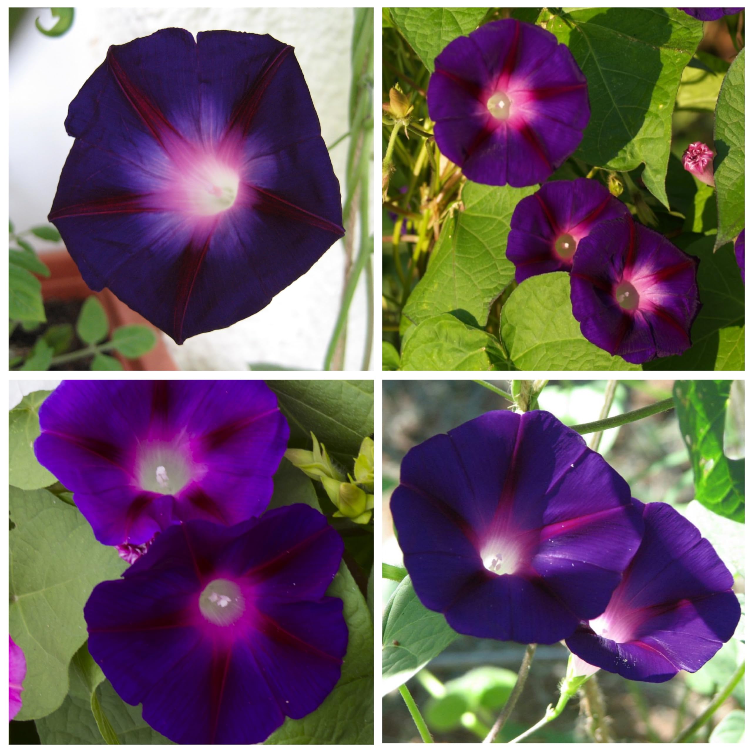 Fast-growing Morning Glory vine to cloak a fence or trellis