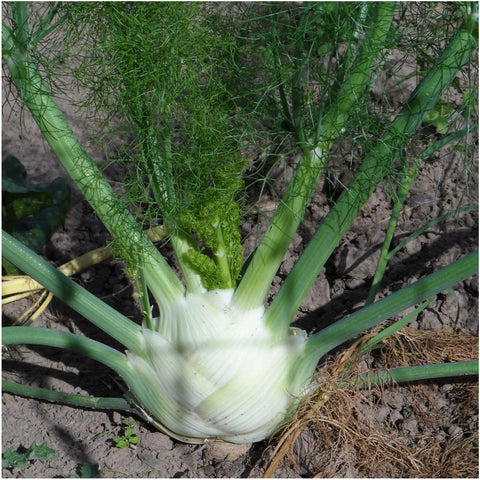 Seed Needs Florence fennel bulb harvest hints preparing fresh salad ingredients