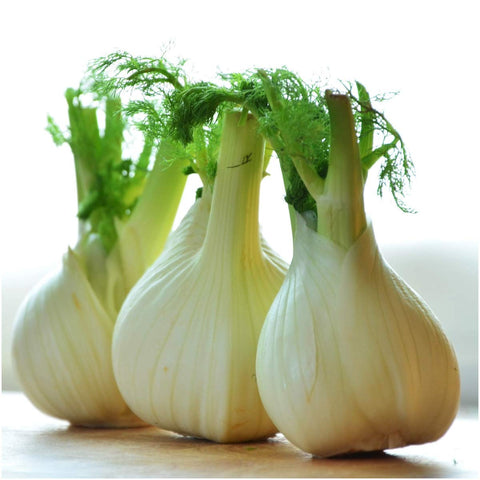 Seed Needs Florence fennel seeds in garden produce flavorful meals