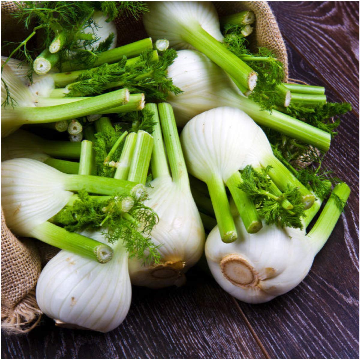 Seed Needs Florence fennel seeds sowing guide assists easy garden planning
