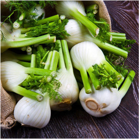 Seed Needs Florence fennel seeds sowing guide assists easy garden planning