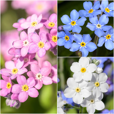 Seed Needs Forget-Me-Not pink flowers seed packet adds cheerful spring color to beds.