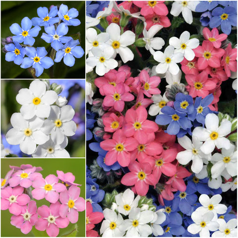 Seed Needs Forget Me Not plants reach 16–18 inches for mid-height borders.