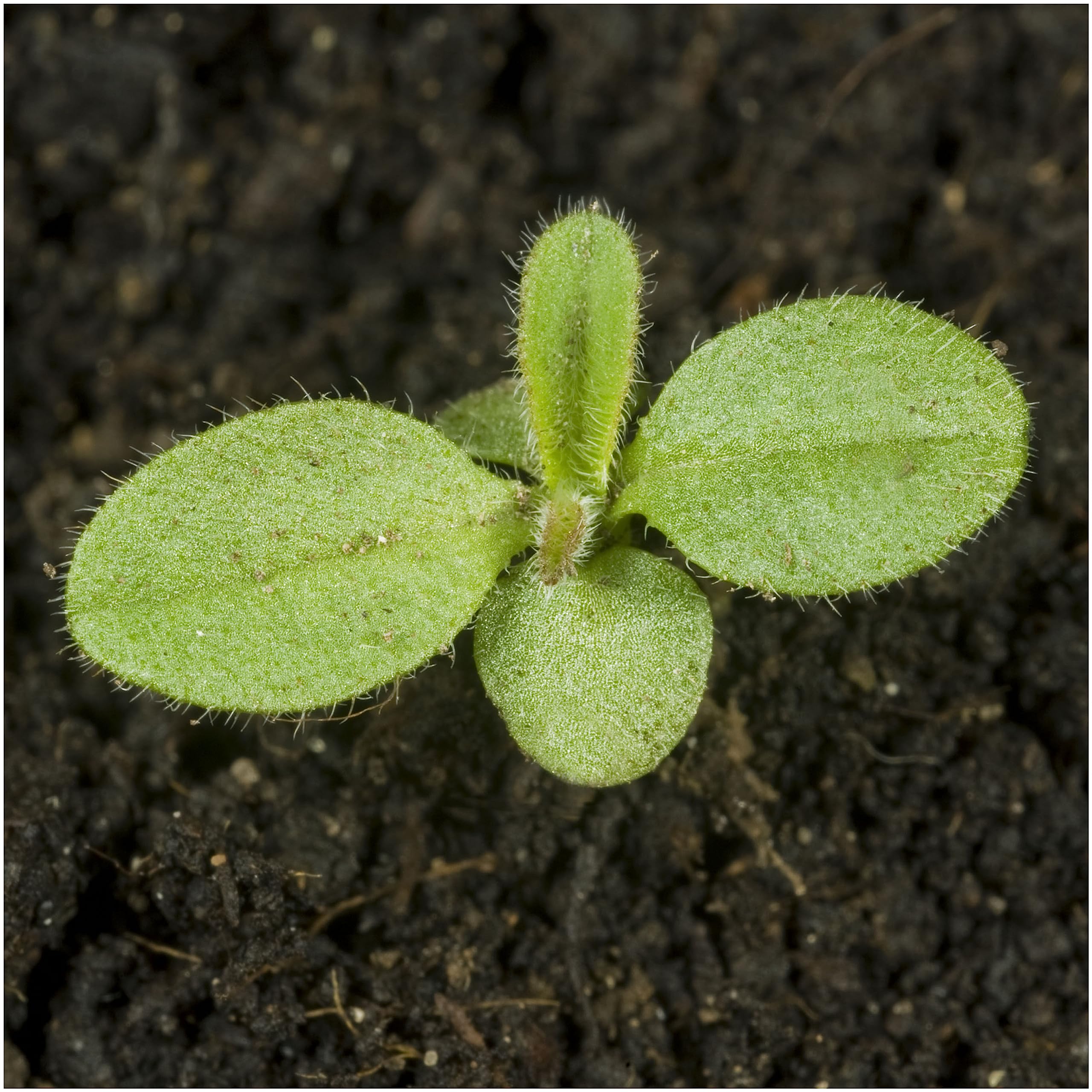 Seed Needs Forget Me Not seed packets show sowing details for successful germination.