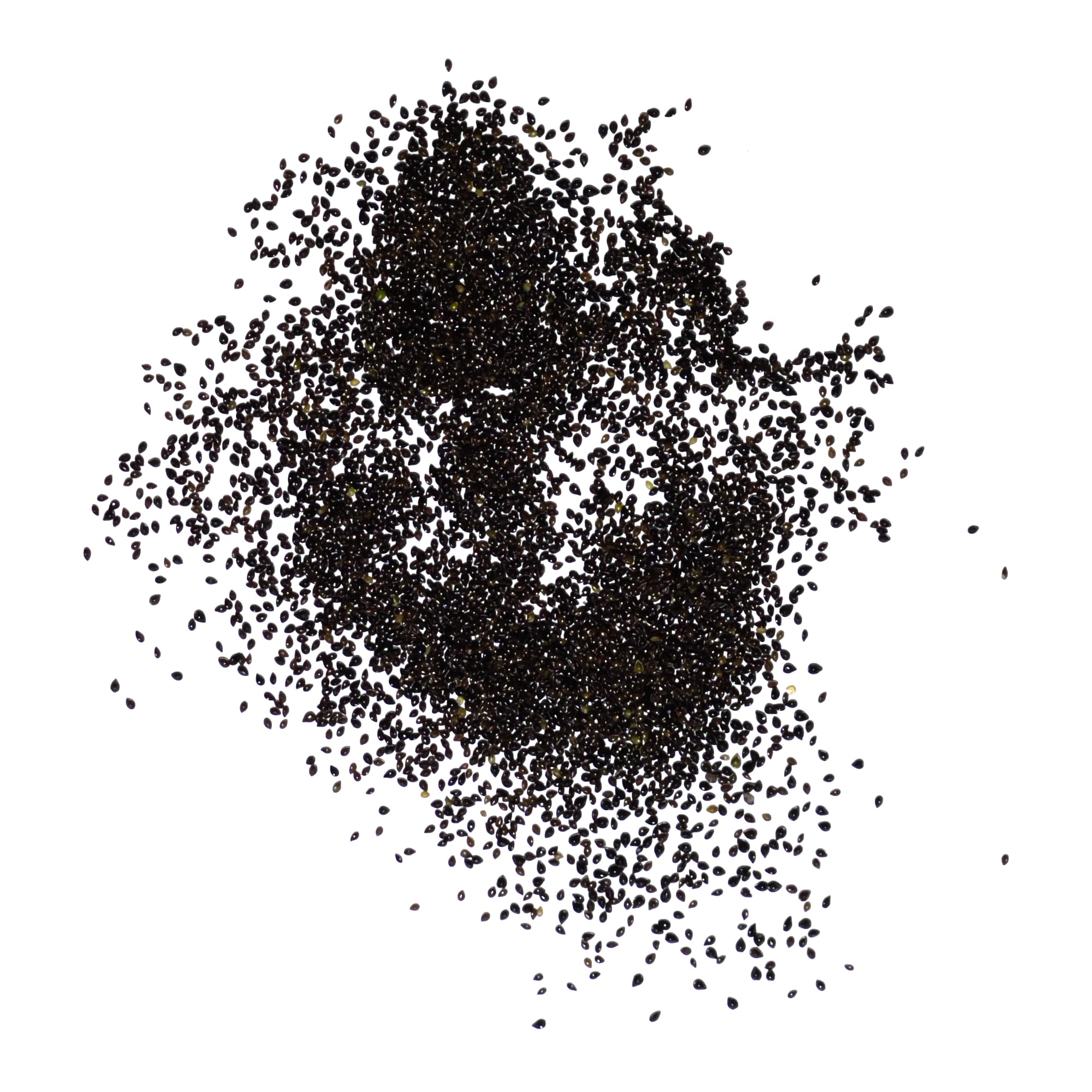 Seed Needs Forget-Me-Not seeds artwork on packet, decorative source for cottage gardens