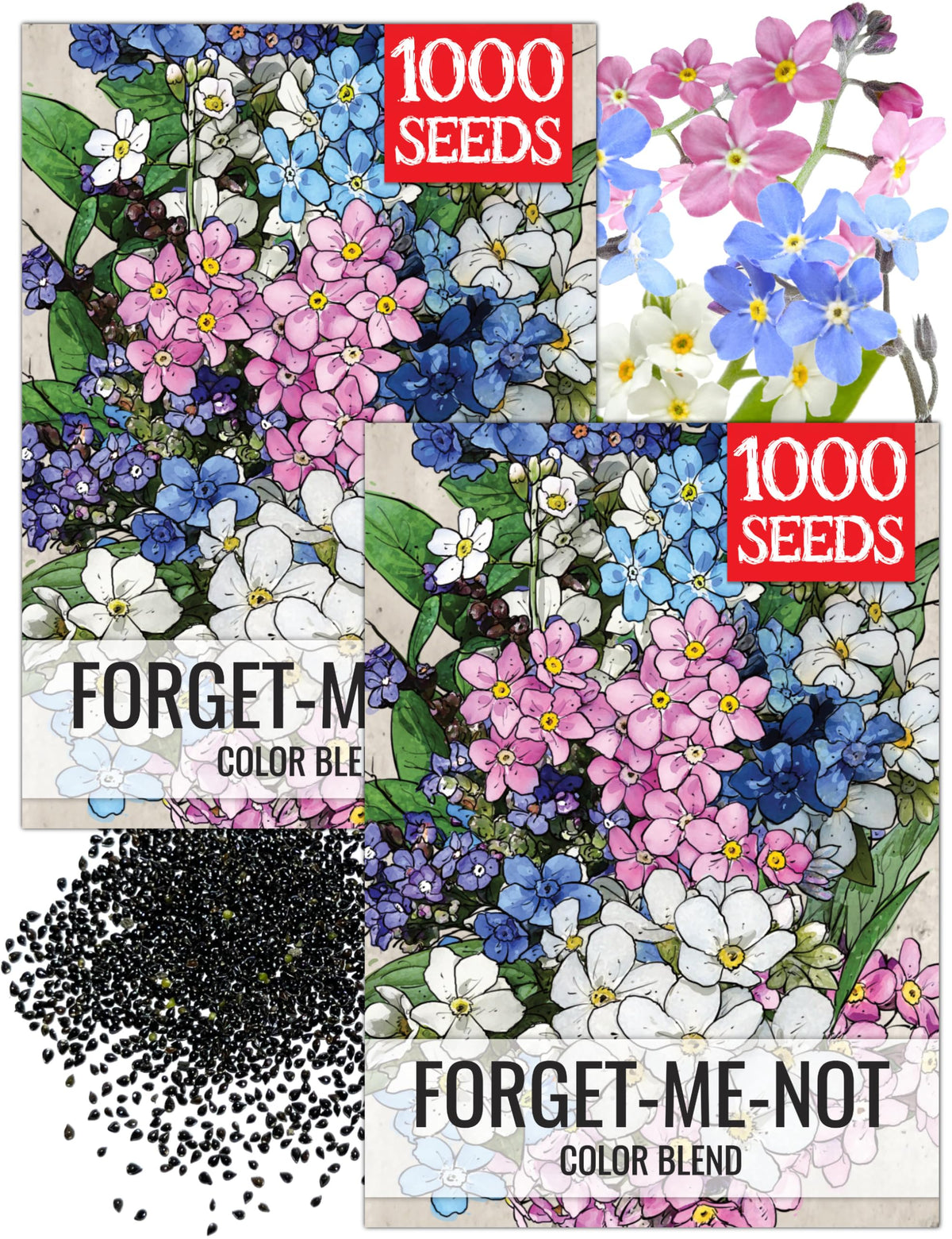 Seed Needs Forget Me Not seeds packaging ready for planting in your garden.