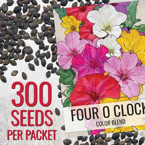 Seed Needs Four O' Clock mixed colors bloom in sunny garden