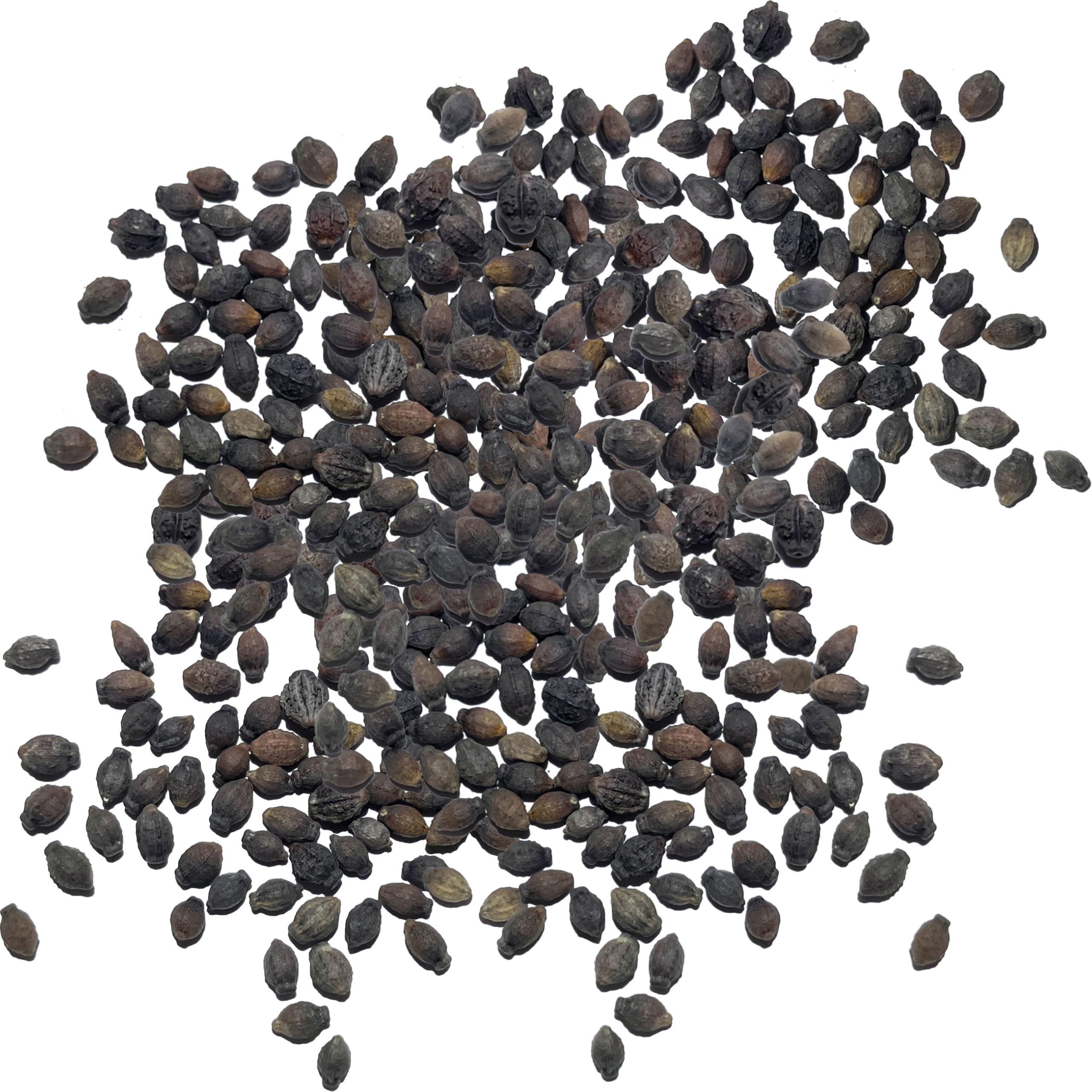 Seed Needs Four O' Clock flowers attract butterflies and bees
