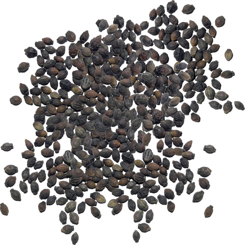 Seed Needs Four O' Clock flowers attract butterflies and bees