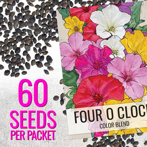 Seed Needs Four O Clock seed packaging with artwork and sowing guidance.