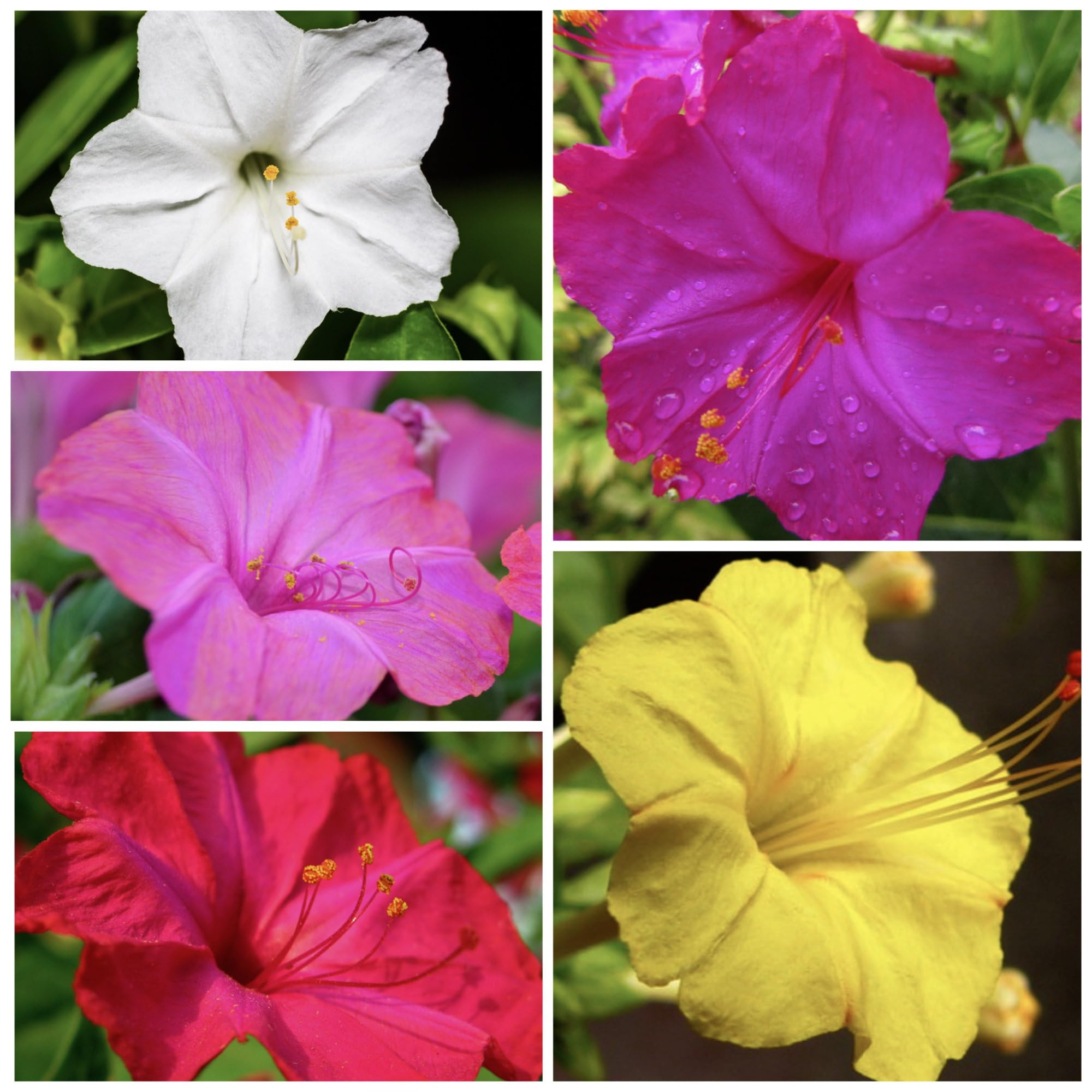 Four O Clock flowers attract butterflies and other pollinators to a garden.