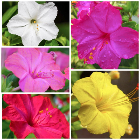 Four O Clock flowers attract butterflies and other pollinators to a garden.