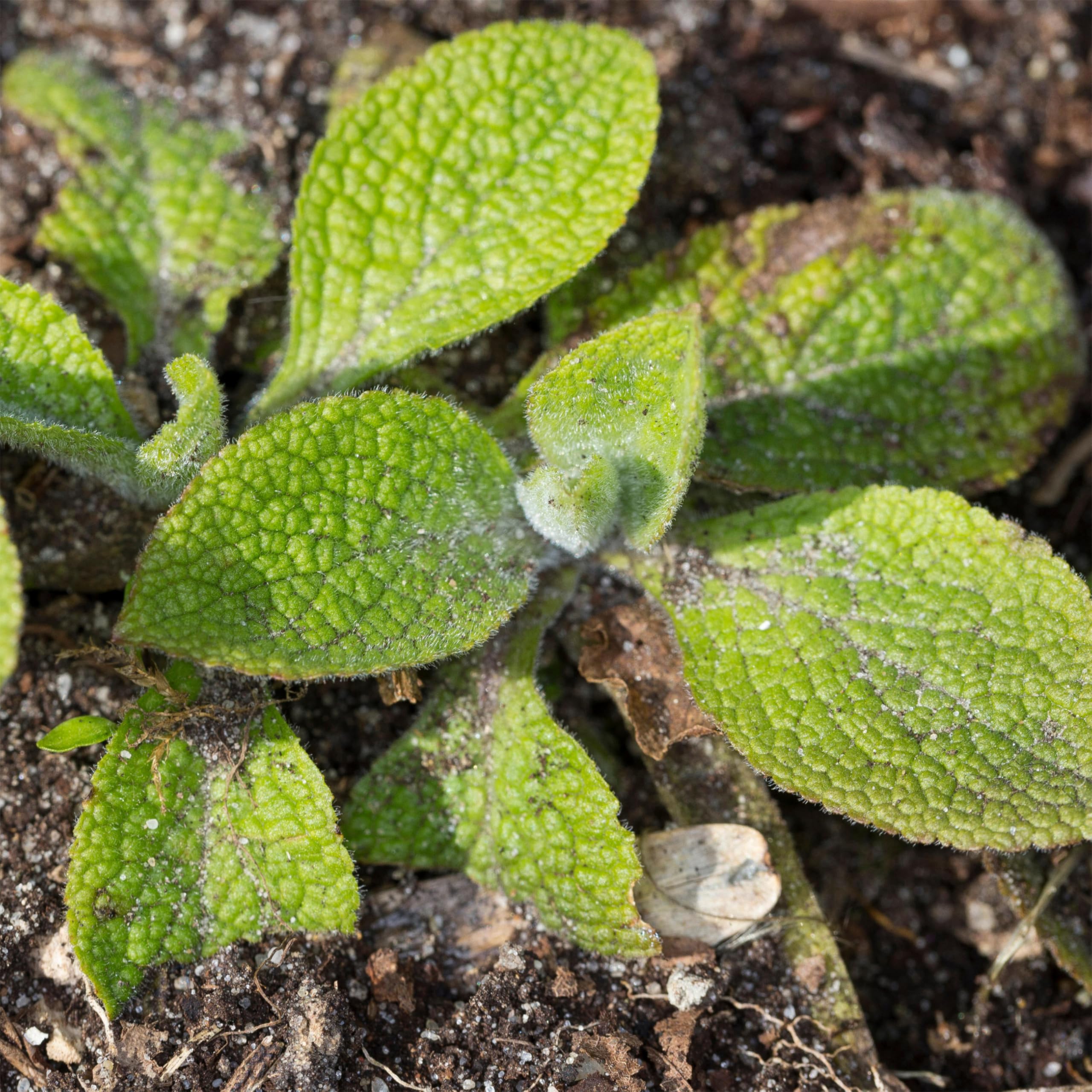 Fresh seeds from Seed Needs with quick germination potential