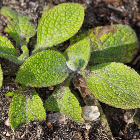 Fresh seeds from Seed Needs with quick germination potential