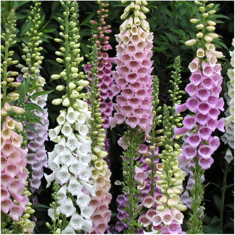 Seed Needs foxglove height towering backdrops for garden borders.