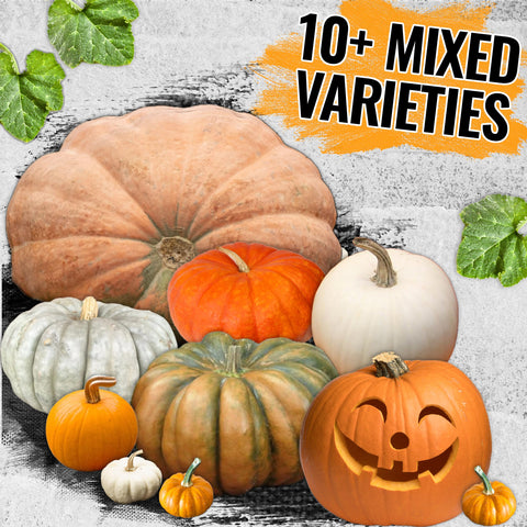 Seed Needs fresh packaging preserves germination potential for vibrant pumpkins.