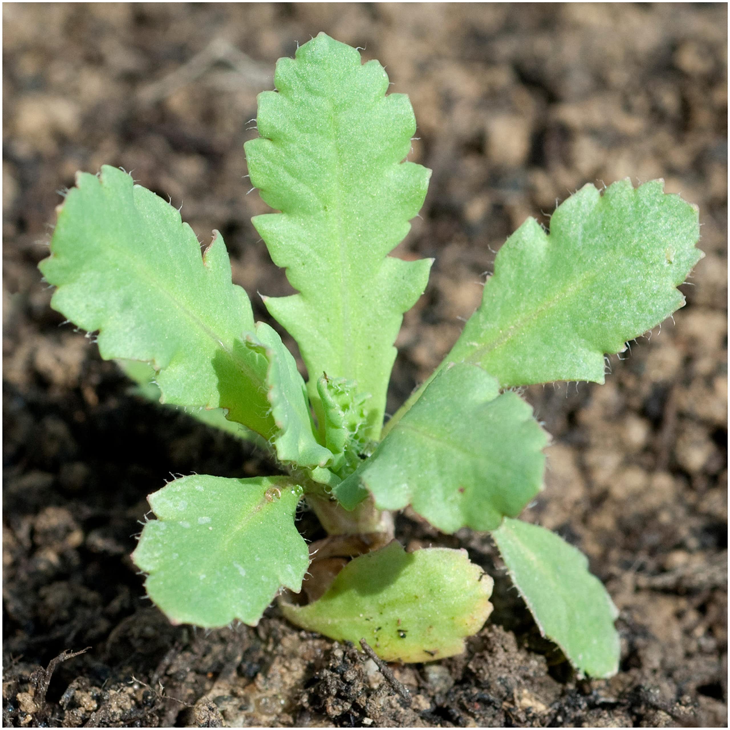Seed Needs fresh packaging ensures seeds stay viable and fresh from growers.