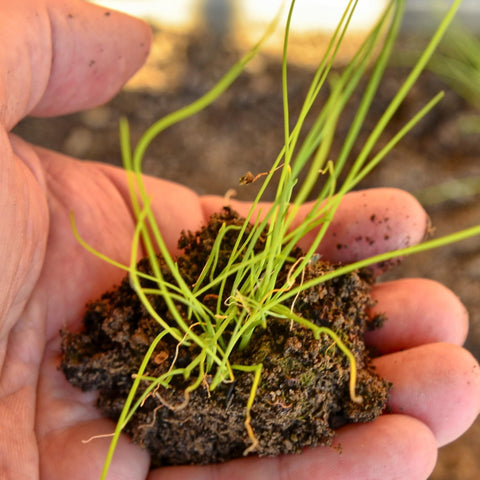 Seed Needs freshness-packed seeds packaging contrasts moisture-proof design.