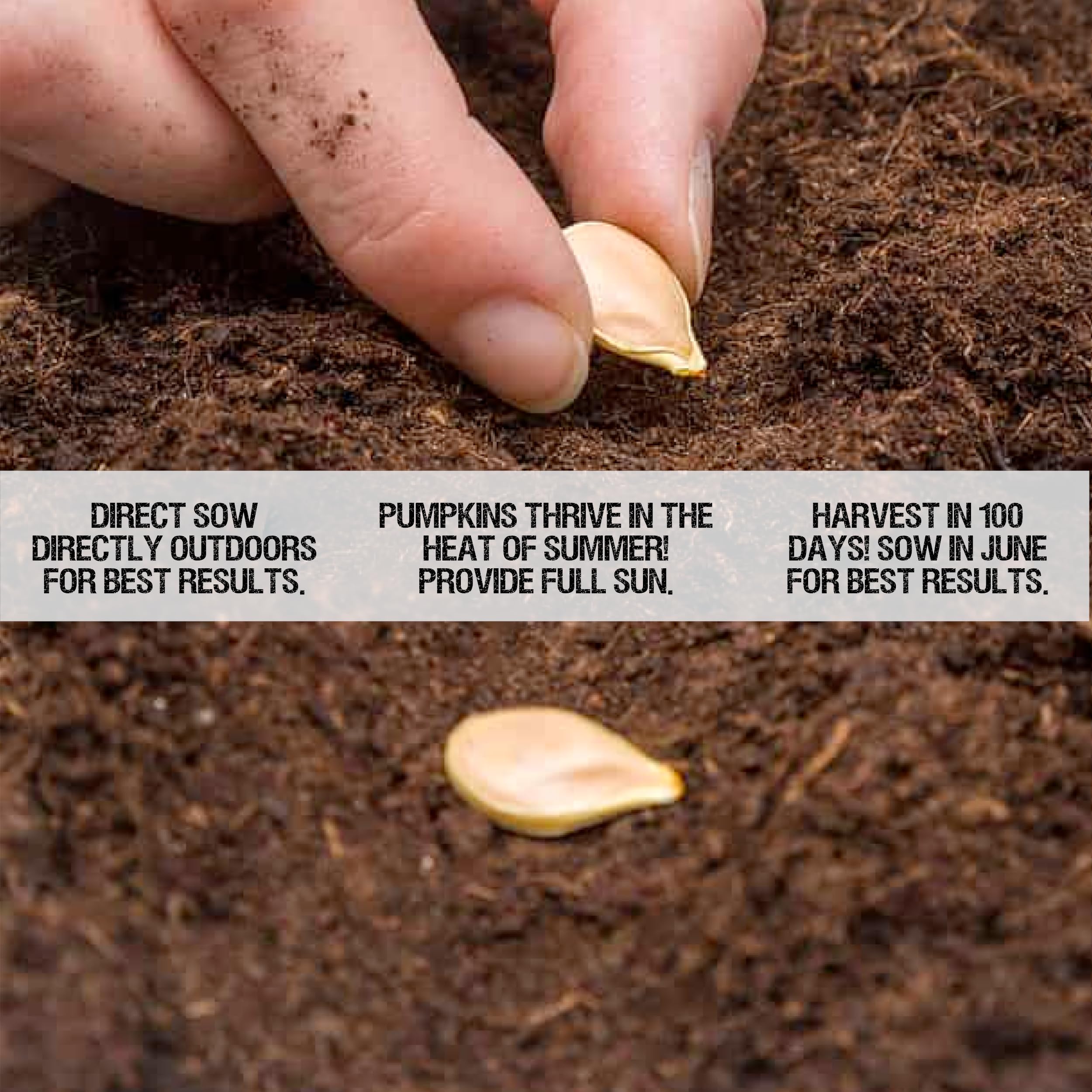 Seed Needs fresh seed direct-from-growers supports reliable germination planning