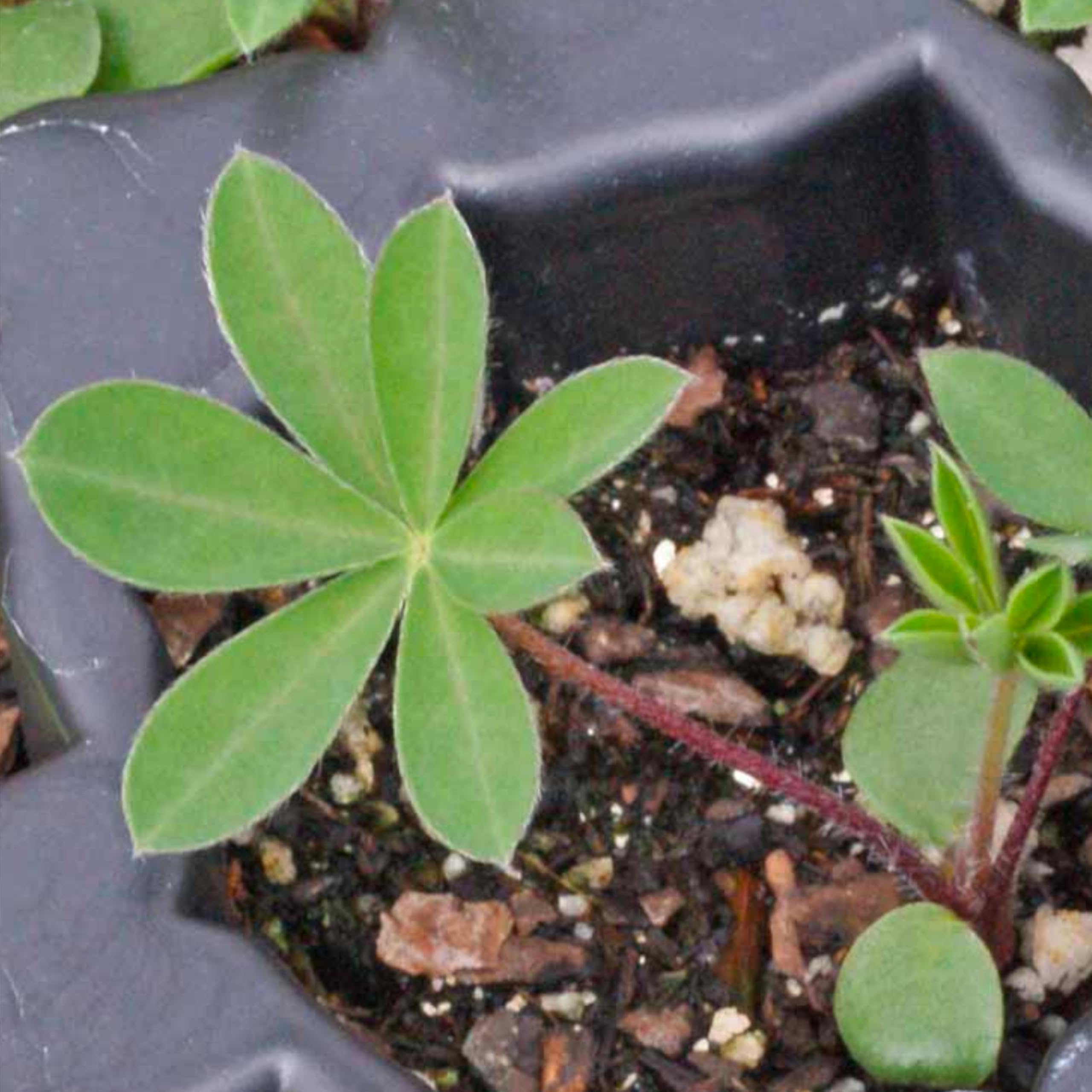 Seed Needs fresh seeds in moisture-resistant packaging for longevity.