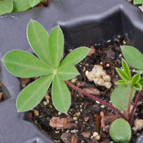 Seed Needs fresh seeds in moisture-resistant packaging for longevity.