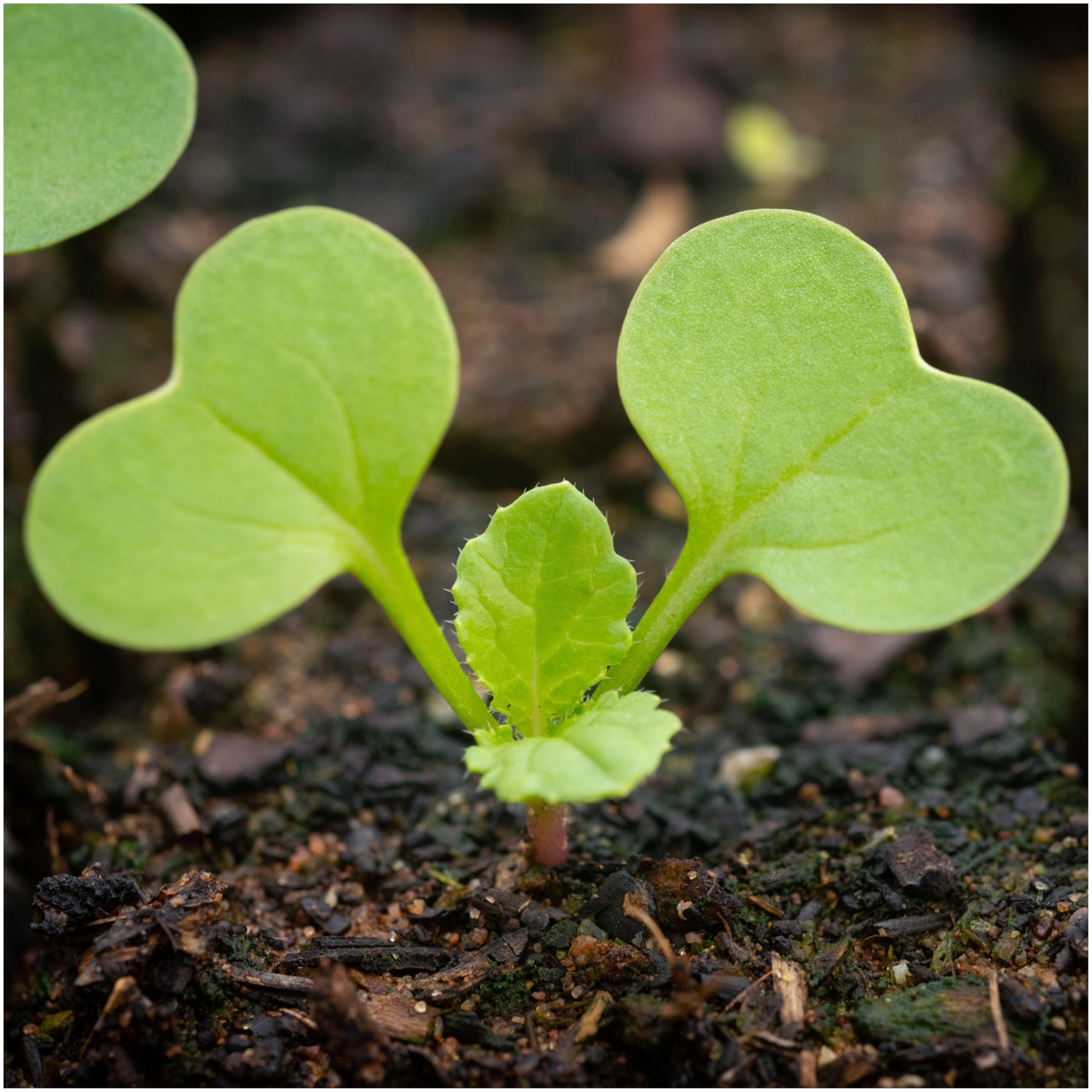 Seed Needs fresh seed packaging preserves viability and extends storage life for gardeners.