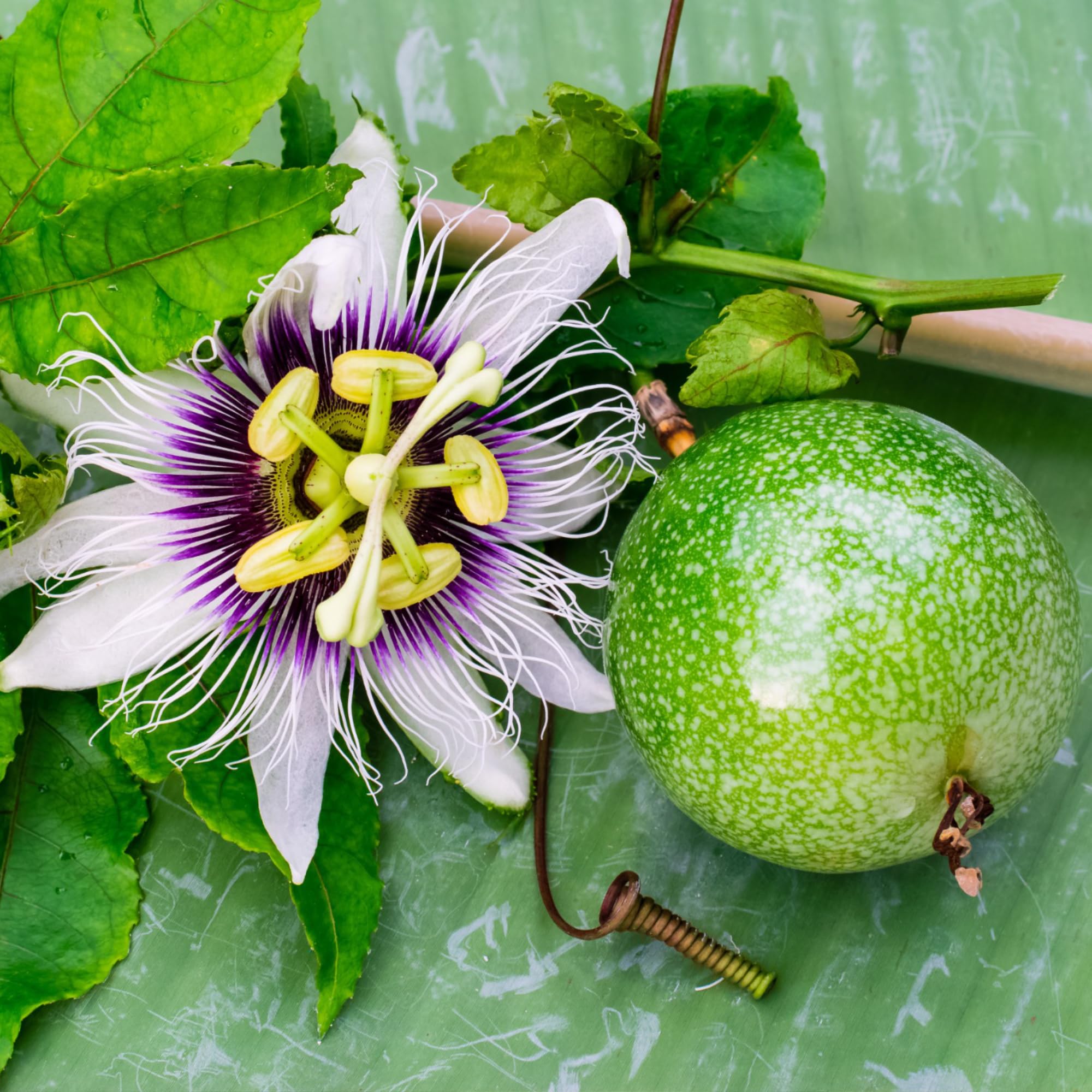 Seed Needs fresh seeds direct from growers, packaged to preserve viability and freshness.