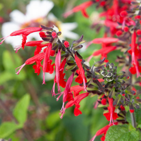 Seed Needs fresh seeds direct from growers aid quick germination.