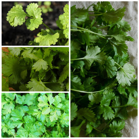 Seed Needs fresh seeds open packet, premium germination for vibrant herbs.