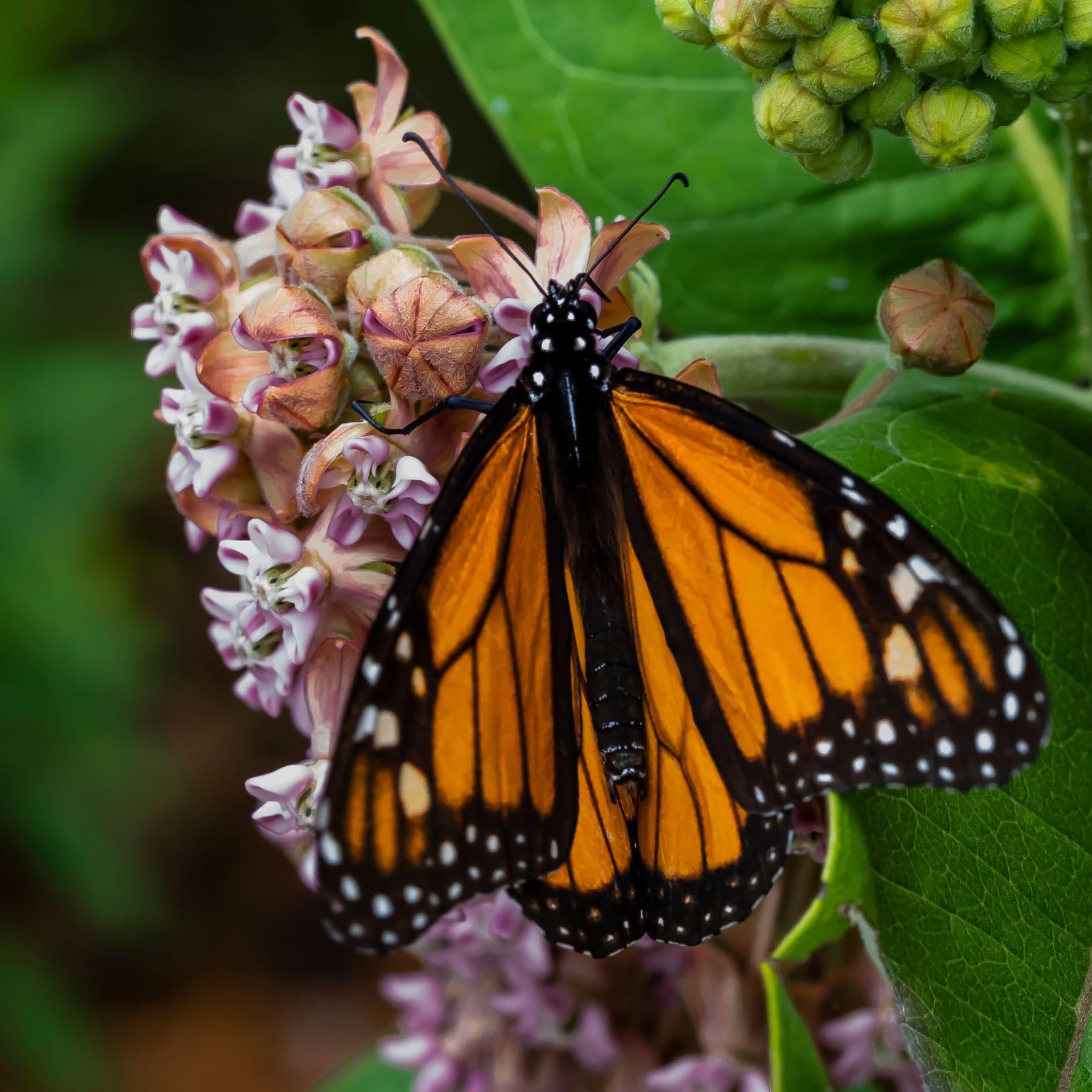Seed Needs fresh seeds packaging moisture-resistant design keeps viability intact.