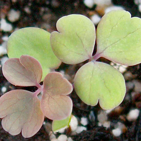 Seed Needs wildlife-friendly columbine nectar attracting hummingbirds and bees.