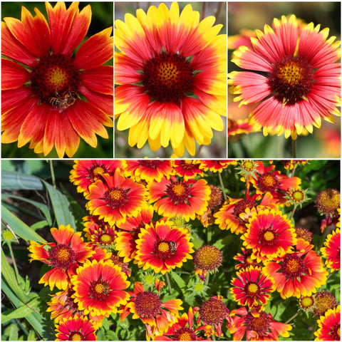 Seed Needs gaillardia aristata bloom close-up highlighting 4-inch color