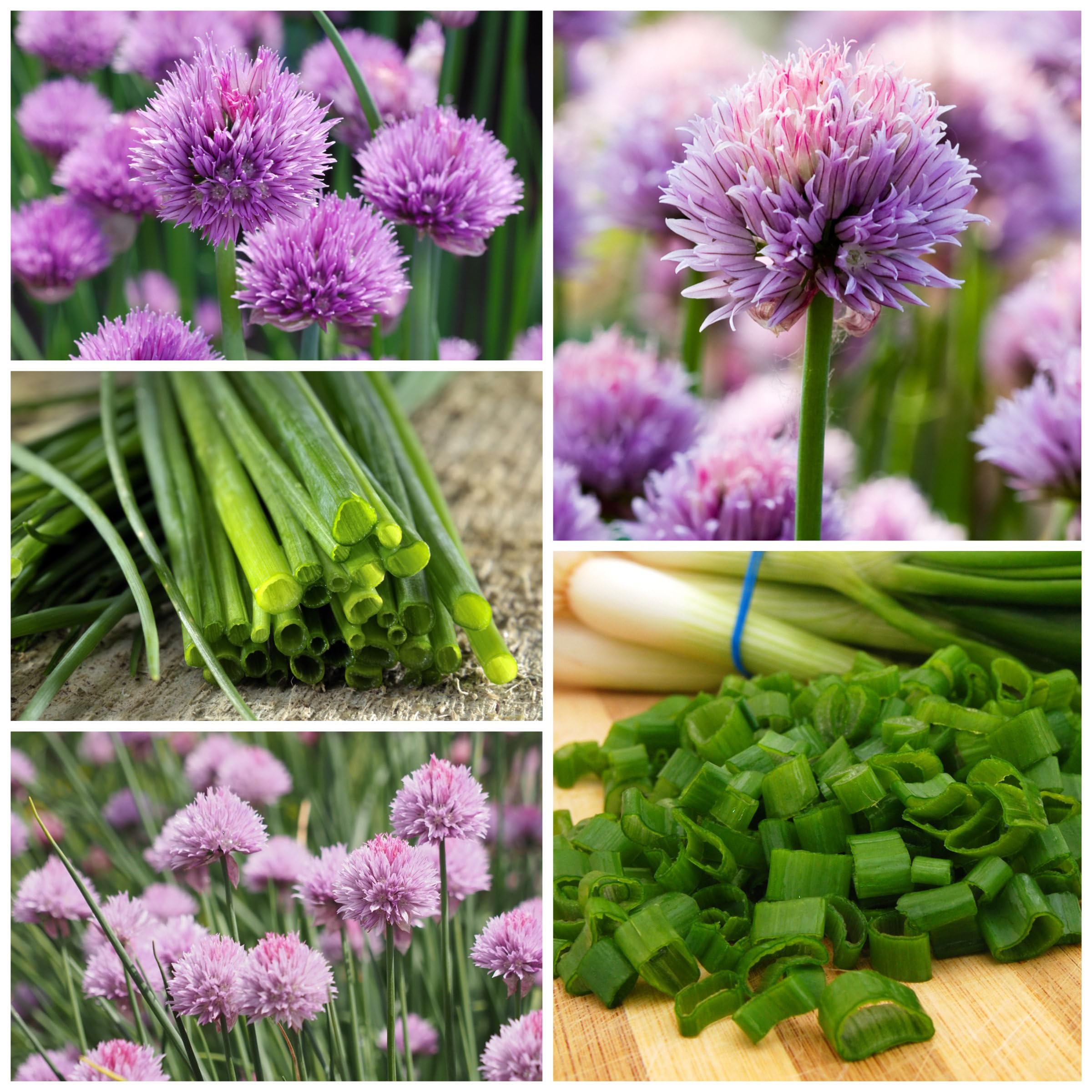 Seed Needs garlic chives white star-shaped flowers blooming, edible garnish potential.